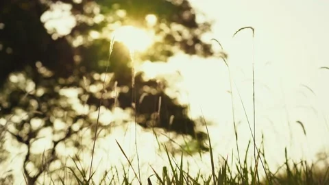 Golden grass field with sunset background Video stock 142870975