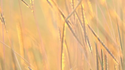 Golden grass field on sunset. It beautiful grass slow motion pass light of sun o Stock Footage 83601116