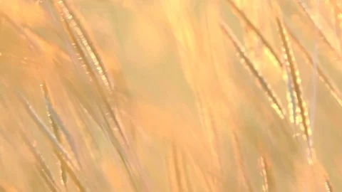 Golden grass field on sunset. It beautiful grass slow motion pass light of sun o Stock Footage 83606809
