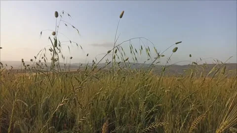 Golden Grass Field Swaying in Wind at Sunset Stock Footage 334580704