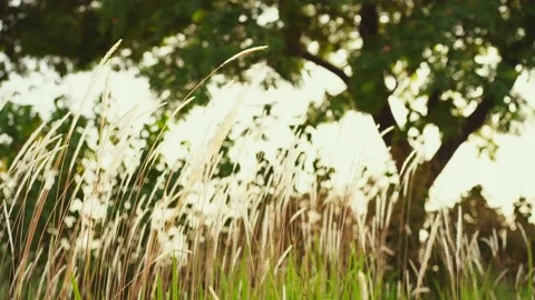 Golden grass field within sunset Stock Footage 142870958