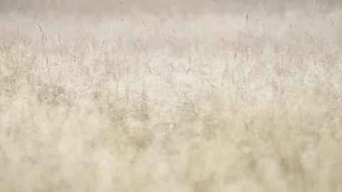 Golden grass focus pull Stock Footage 270598941