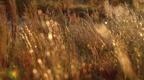 Golden Grass Vídeo Stock 8836800