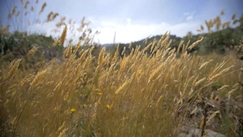 Golden grass Stock Footage 98678253