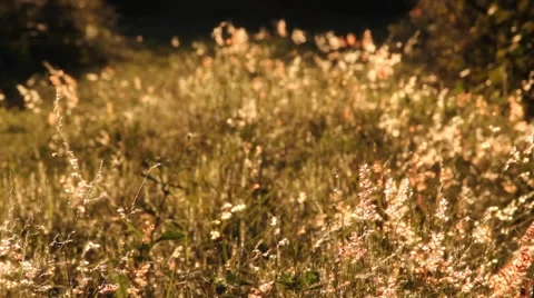 Golden Grass Glowing on a Pathway Stock Footage 60216824