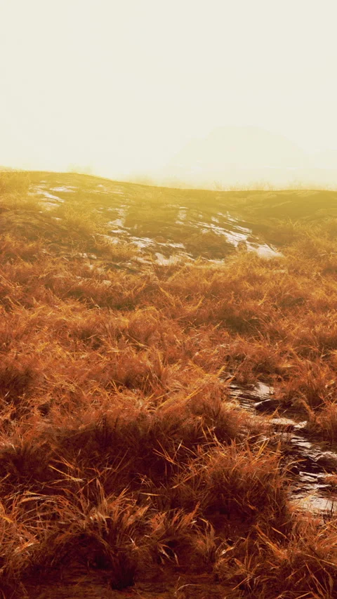 Golden grass landscape during sunset with rocky path and hills ahead Stock Footage 341256949