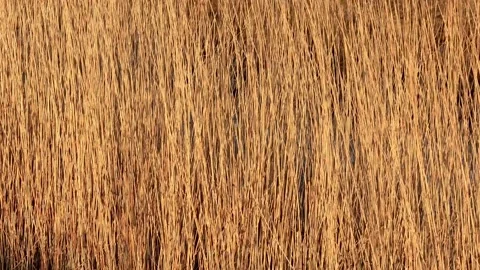 Golden grass moving backgroud Stock Footage 188536004