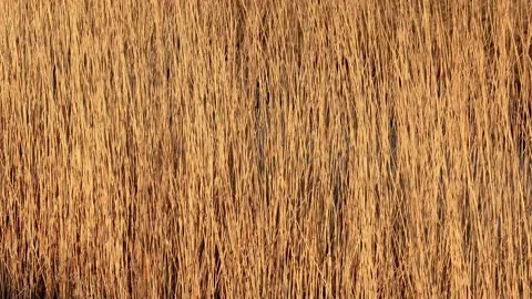 Golden grass moving backgroud Stock Footage 194546289