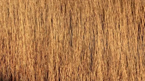 Golden grass moving backgroud Stock Footage 201641596