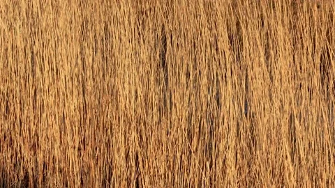 Golden grass moving backgroud Stock Footage 201648495