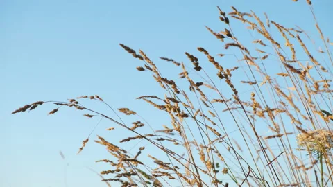 Golden grass moving in the wind in front of a blue sky Stockbeeldmateriaal 135828515