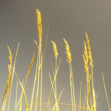 Golden grass Stock Photos