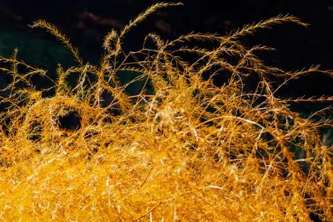 Golden grass Stock Photos