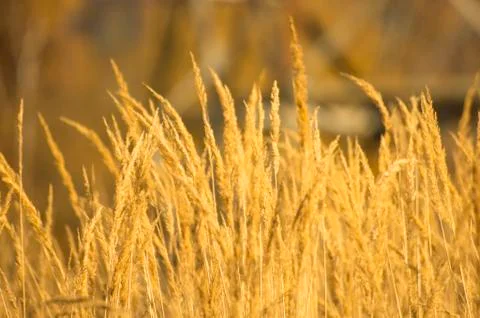 Golden Grass Stock Photos