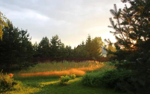 Golden grass Stock Photos