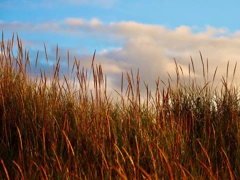 Golden Grass Stock Photos