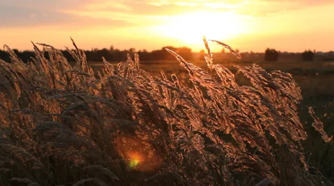 Golden grass in the rays of the setting sun. Stock Footage 67203352