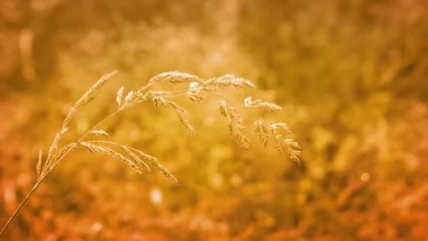 Golden Grass with Sparkling Drops Stock Footage 72698927