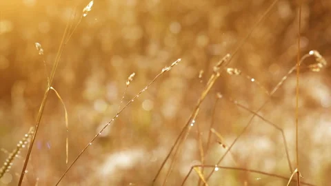 Golden Grass with Sparkling Drops Stock Footage 117186447