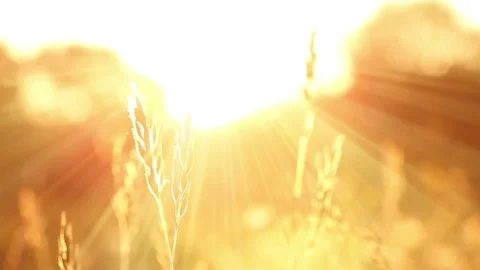 Golden grass at sunset Stock Footage 72397671