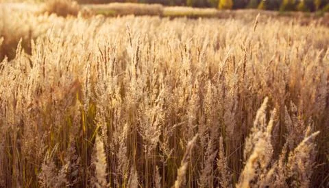 Golden grass at sunset Stock Photos