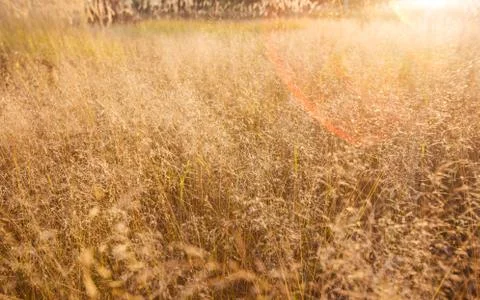 Golden grass at sunset Stock Photos