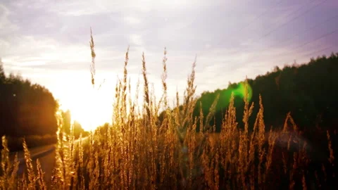 Golden Grass in Sunset Rays Video stock 97815807