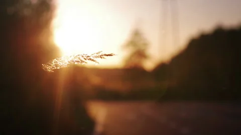 Golden Grass in Sunset Rays Stock Footage 132205859