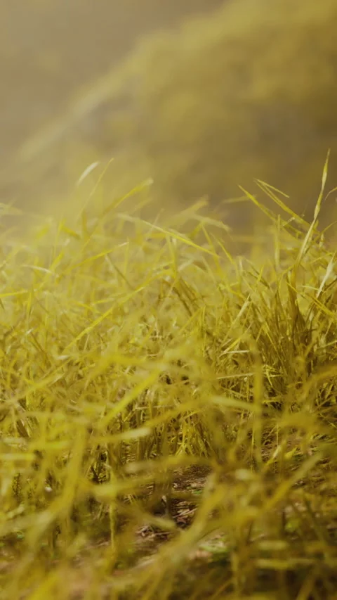 Golden grass swaying gently in a warm breeze during late afternoon Stock Footage 346674878