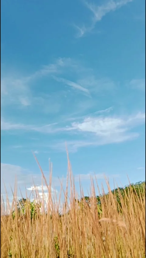 Golden Grass Swaying Under Clear Sky With Camera Motion Stock Footage 331763548