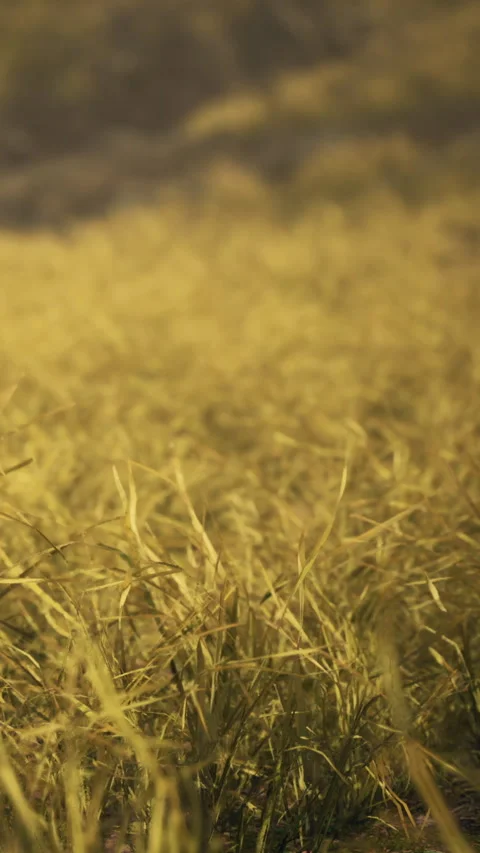 Golden grass swaying in the wind during a warm evening sunset Stock Footage 346754711
