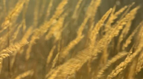 Golden Grass swaying in the wind Stock Footage 10837077