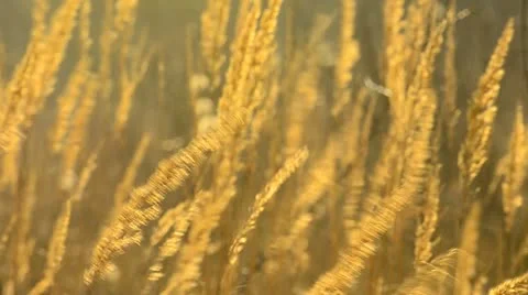 Golden Grass swaying in the wind Stock Footage 10837116
