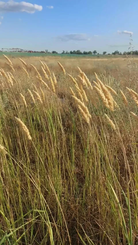 Golden grass swaying in the wind in a summer field, peaceful rural landscape Stock Footage 344127567