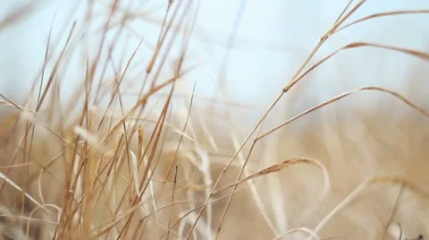 Golden grass waving in the wind Stock Footage 10588302