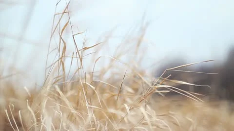 Golden grass waving in the wind Stock Footage 10588307