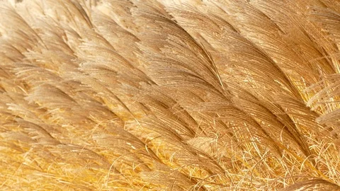 Golden grasses in the back light Stock Footage 99488104