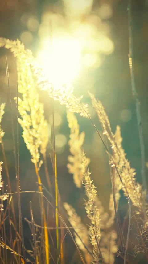 Golden grasses bask in warm sunlight during serene afternoon in natures embr Stock Footage 331592176