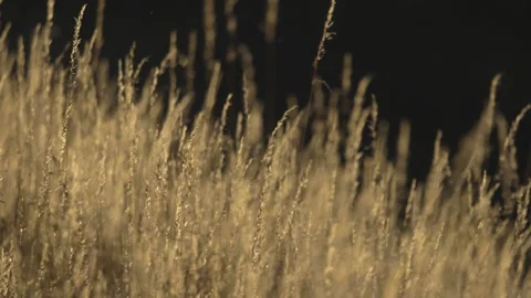 Golden grasses close up, camera movement, 4K slomo Stock Footage 245086437