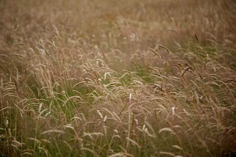 Golden Grasses Stock Photos