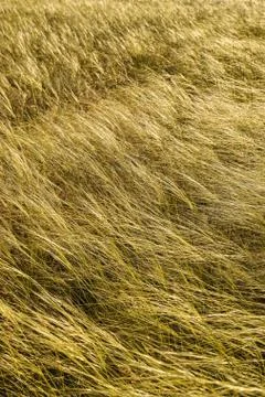 Golden Grasses Texture Stock Photos