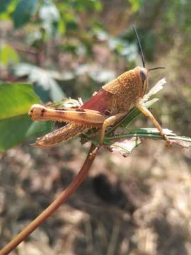 Golden Grasshopper Stock Photos