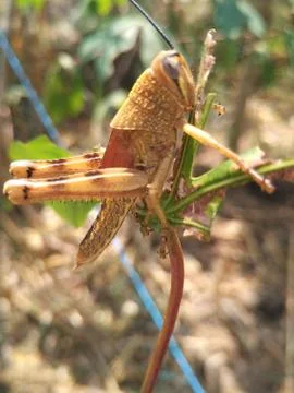 Golden Grasshopper Stock Photos