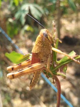 Golden Grasshopper Stock Photos