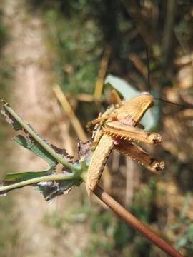 Golden Grasshopper Stock Photos