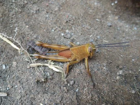 Golden Grasshopper Stock Photos