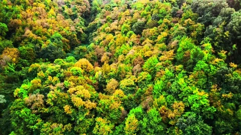 Golden-green forest background, drone view Stock Footage 142188342