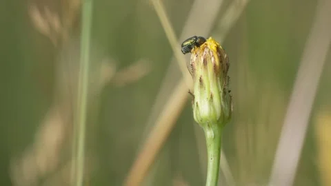 Golden Green Leaf Beetle Perched on Yellow Hawkweed - 4K Wildlife Slow Motion Vídeos de archivo 336188640