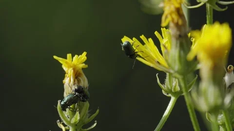 Golden Green Leaf Beetles Foraging on Yellow Hawkweed - 4K Wildlife Slow Motion Vídeos de archivo 336188765