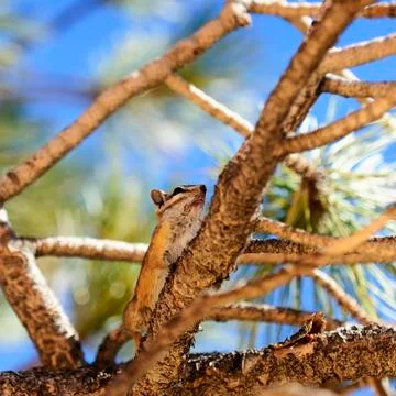 Golden ground squirrel Stock Photos